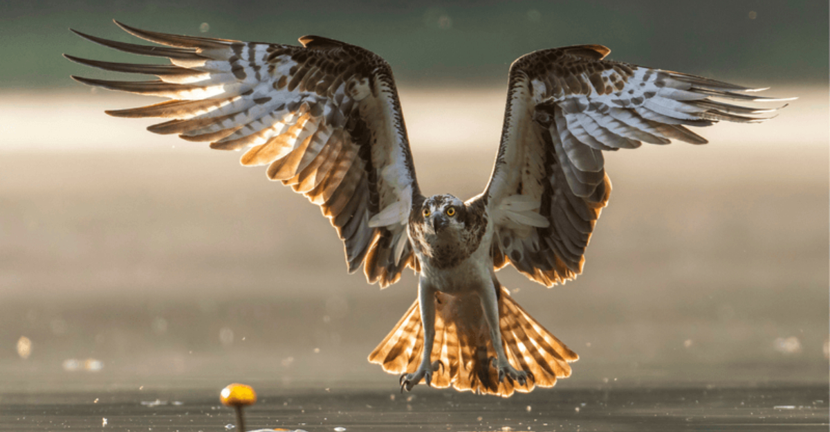 20+ Incredible Wildlife Photos From Yellowstone National Park