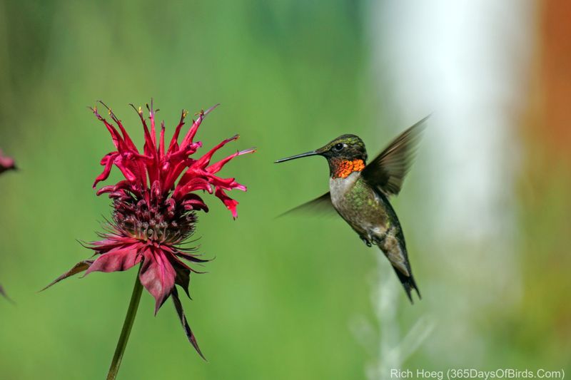 Bee Balm (Monarda)