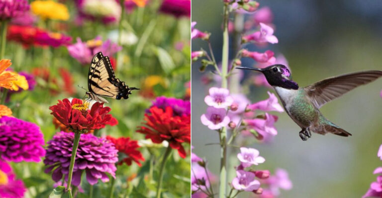 20 Long-Blooming Plants To Attract Hummingbirds And Butterflies