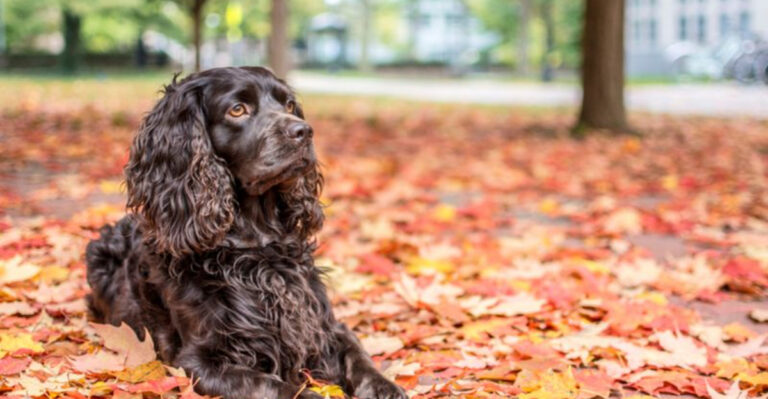 20 Overlooked Dog Breeds That Make Incredible Companions