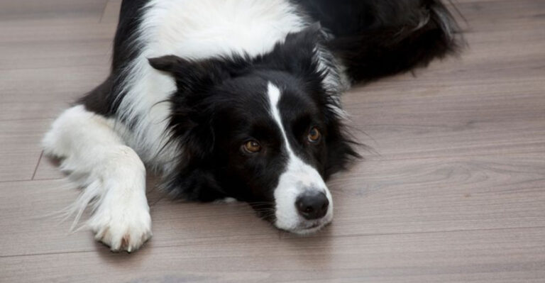 20 Sensitive Dog Breeds That Can’t Thrive Without Your Constant Attention