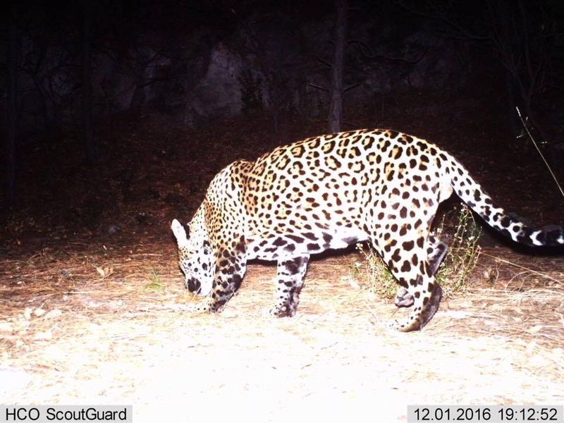 Jaguars Prowl The Southwest