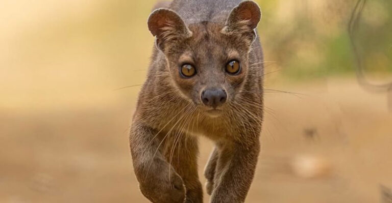 21 Rare And Fascinating Mammals You Need To Know About