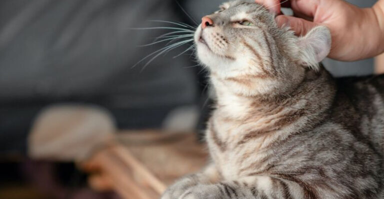 21 Things No One Tells You About Indoor Cats