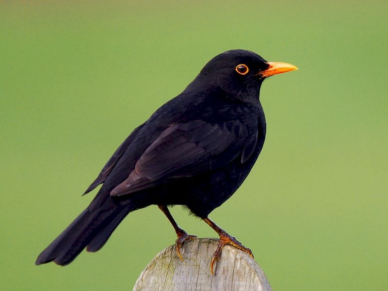 Common Blackbird