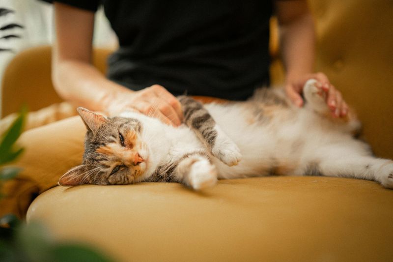 Independent Yet Affectionate