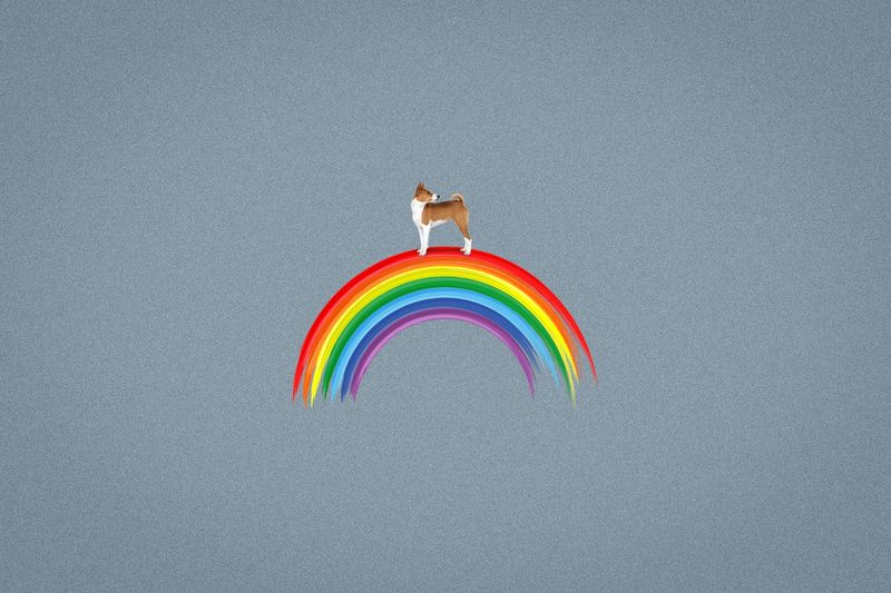 Rainbow Bridge Reunion
