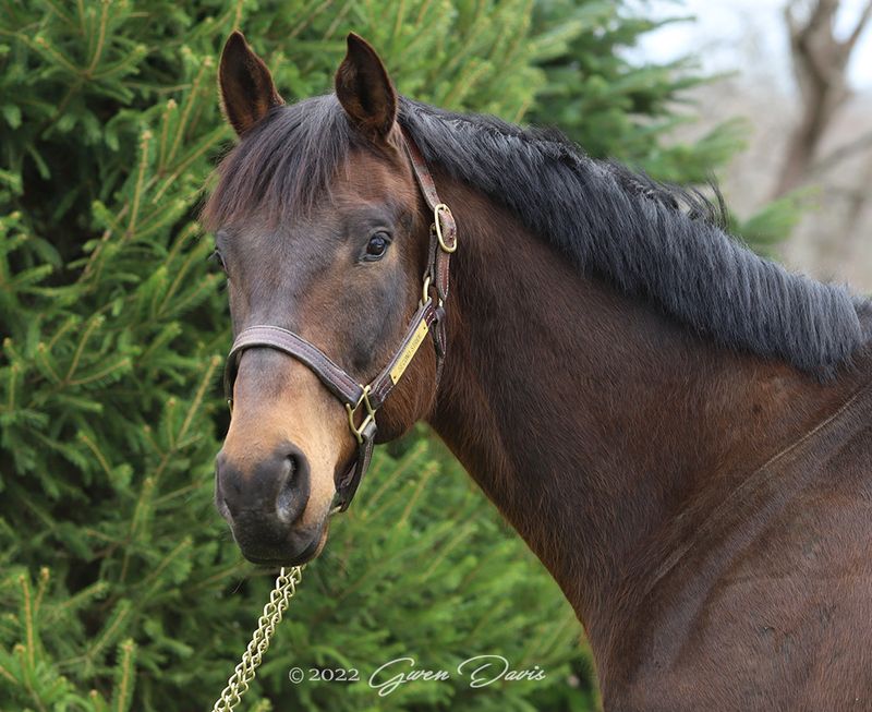 Senior Thoroughbreds