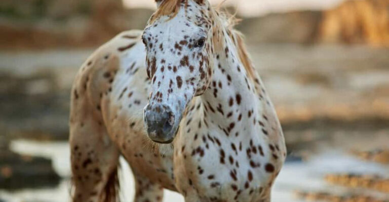 23 Magnificent Horses That People Hesitate To Adopt (And Why They Deserve A Second Chance)