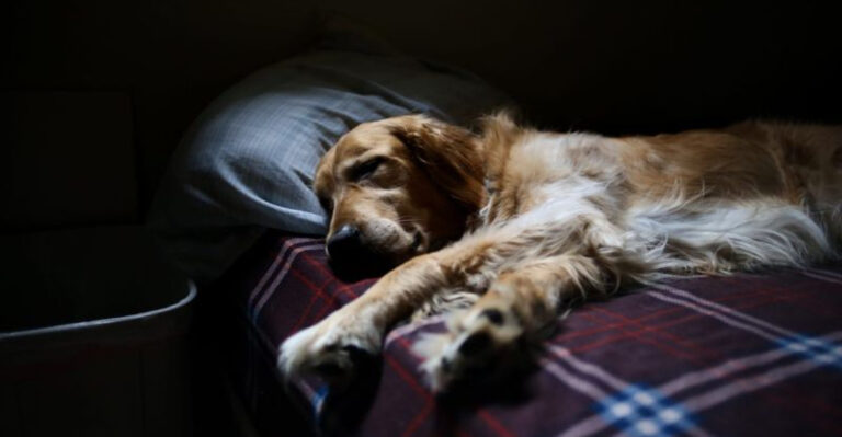 24 Things You Should Never Do When Leaving Your Dog Alone