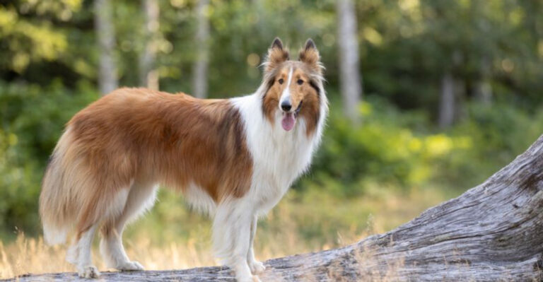 25 Ultimate Dog Breeds That Are Naturally Well-Behaved