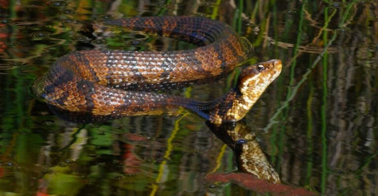 3 Venomous Snakes You Might Encounter In Virginia (And 10 That Are Non-Venomous)