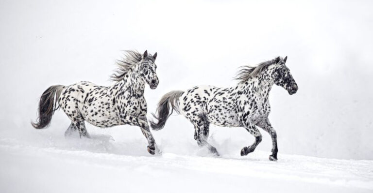 15 Majestic Horses That Prove Nature Is The Greatest Artist