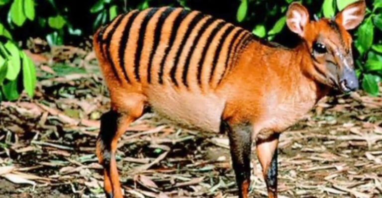 33 Countries Home To The Most Bizarre Animals You Never Even Seen Before