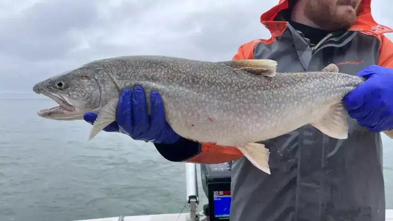 A Remarkable Catch