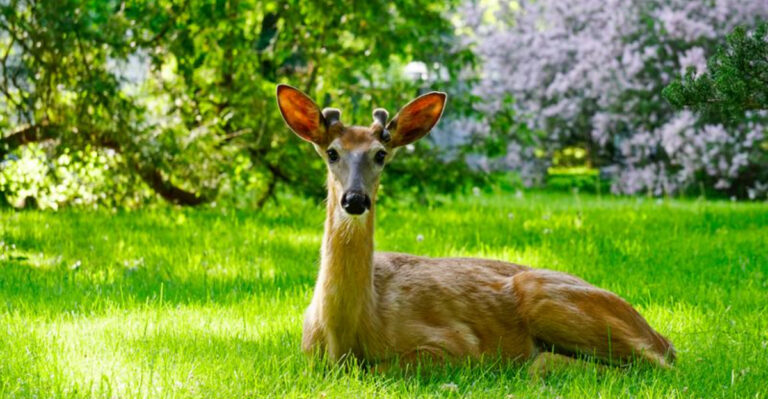 5 Smells That Deer Absolutely Hate And 8 Gentle Ways To Welcome Them In