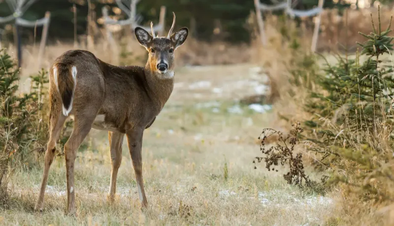 Rotten Eggs Make Deer Run