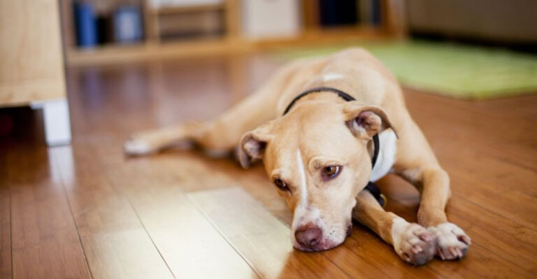 5 Things You May Regret Doing In Your Dog's Final Days And 10 That Bring Comfort
