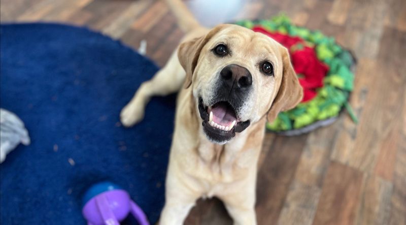 Your Dog Gets Excited When You Come Home