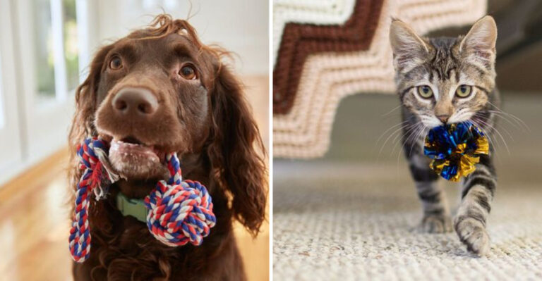 6 Behaviors That Show Your Dog Sees You As Their Forever Family And 6 Signs Your Cat Does Too