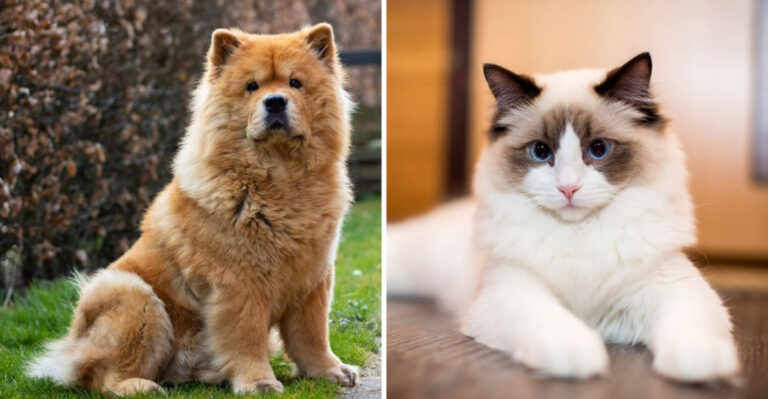 6 Dog Breeds Least Likely To Be Friendly With Strangers And 5 Cat Breeds That Love Everyone They Meet