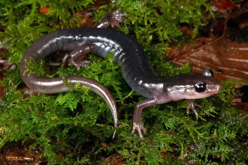 Vibrant Mountain Salamander