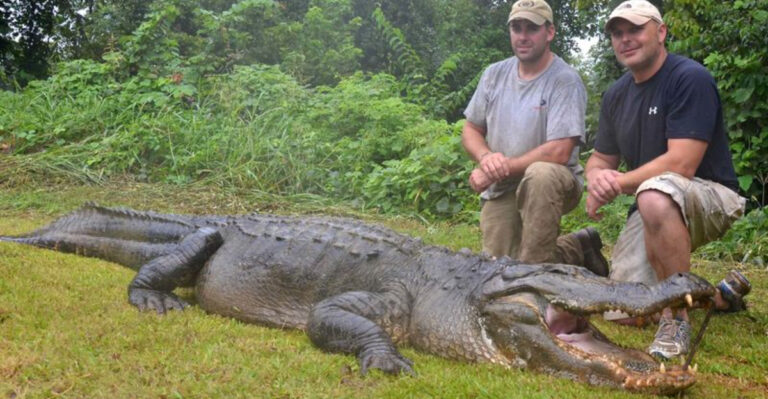 6 Record-Breaking Alligators From The State Of Mississippi