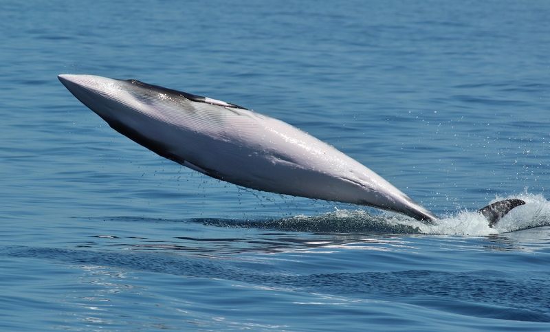 Minke Whales – The Most Frequently Hunted