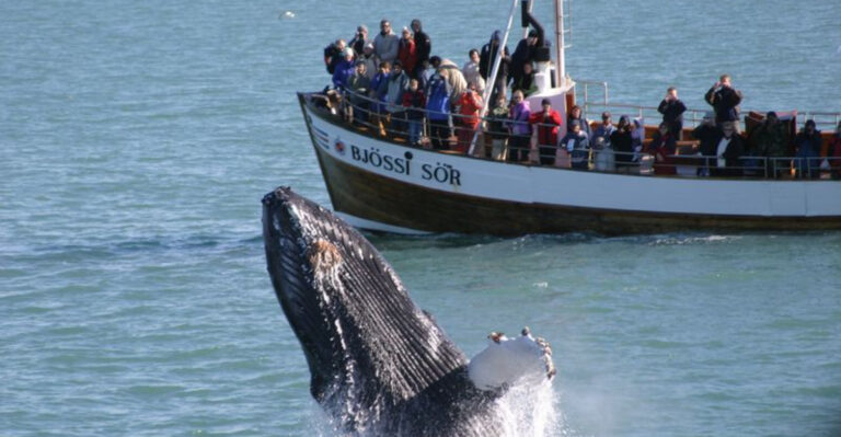 6 Whales That Continue To Be Hunted Today In Spite Of Conservation Efforts