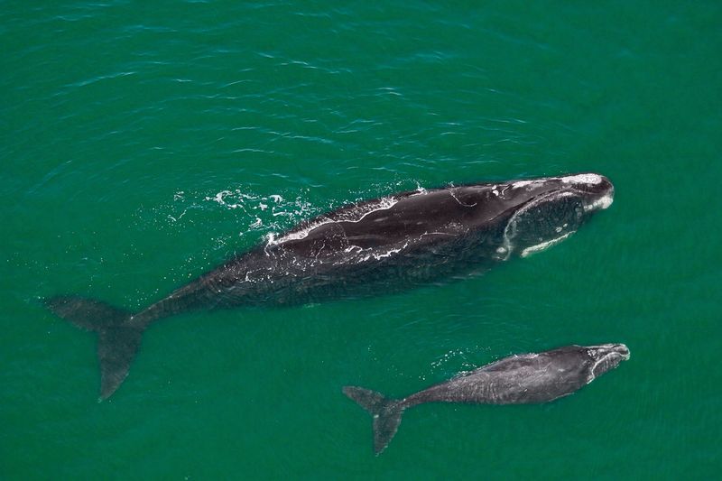Vanishing Act: North Atlantic Right Whale