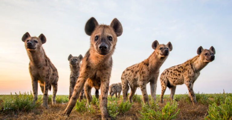 7 Animals That Evolved To Hunt Humans (And 7 That Would Love To Befriend You Instead)