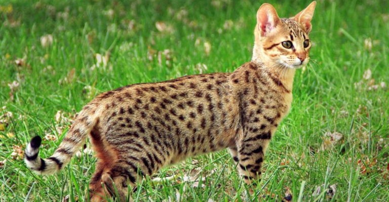 7 Cat Breeds That Just Aren’t Worth Your Money And 8 That Actually Are