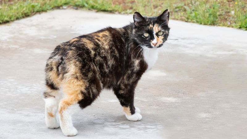 Manx - Short-Lived Sweethearts