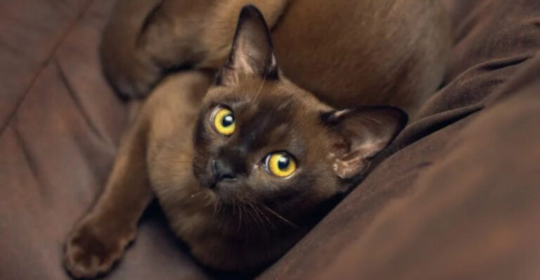 7 Cats That Don’t Live That Long (And 7 That Live For Decades)