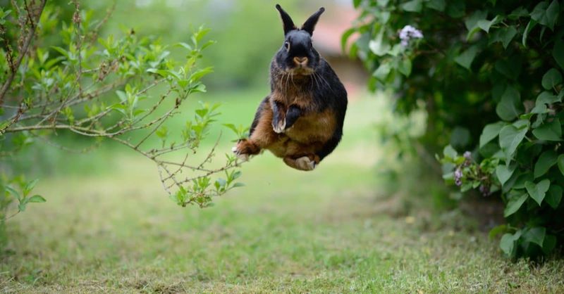The Binky Dance – A Rabbit's Happy Hop