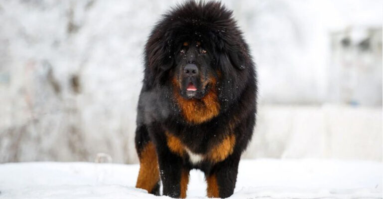 7 Courageous Dog Breeds And 7 That Seem Soft But Are Tough