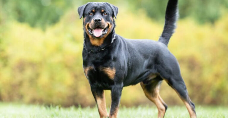 7 Dog Breeds Known For Turning Against Their Owners And 7 That Choose Love Over Aggression