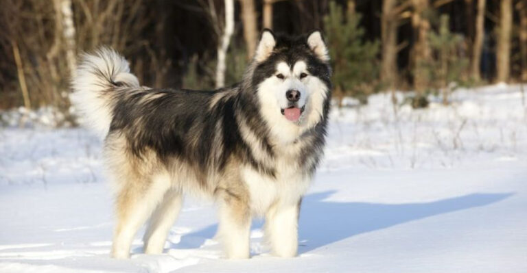 7 Dog Breeds That Can Survive In The Wild And 7 That Can't Handle Harsh Conditions