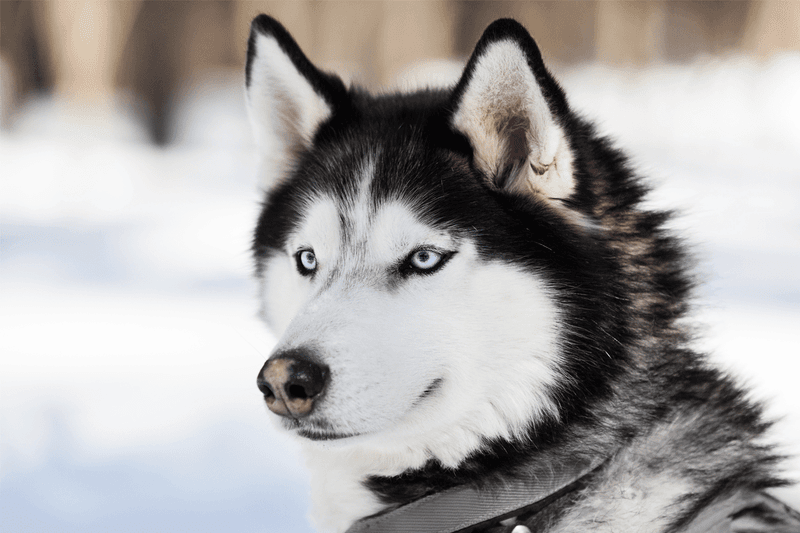 Siberian Husky