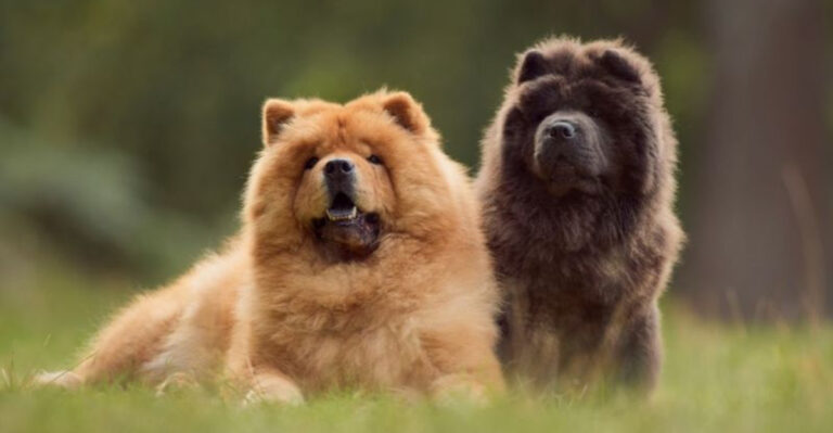 7 Dog Breeds That Don't Make Great Pets And 7 That Are Easy To Manage