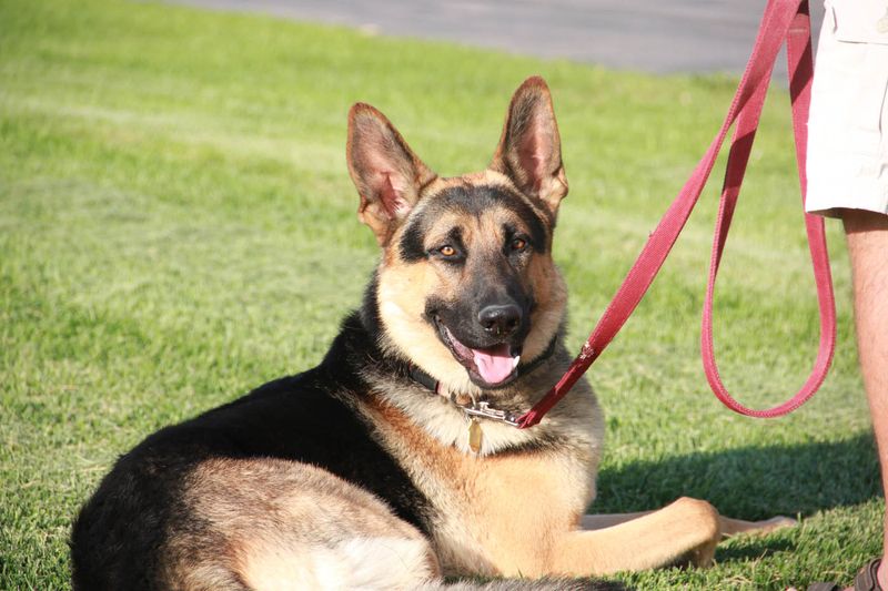 German Shepherds: The Loyal Protectors