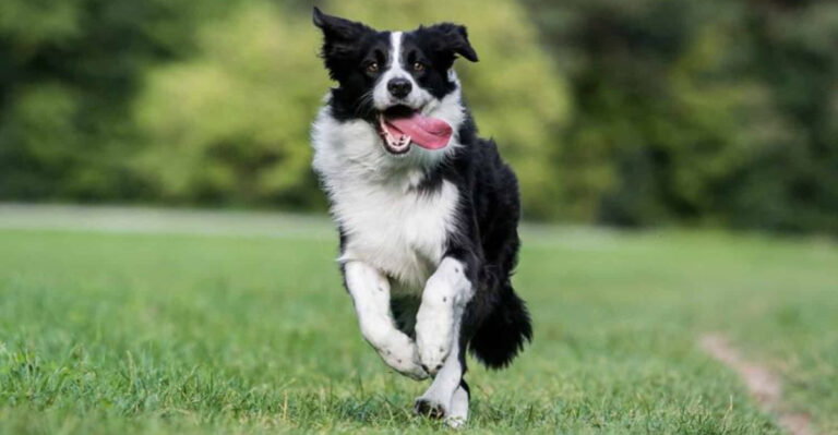 7 Dog Breeds That Listen Well And 7 That Like Doing Their Own Thing