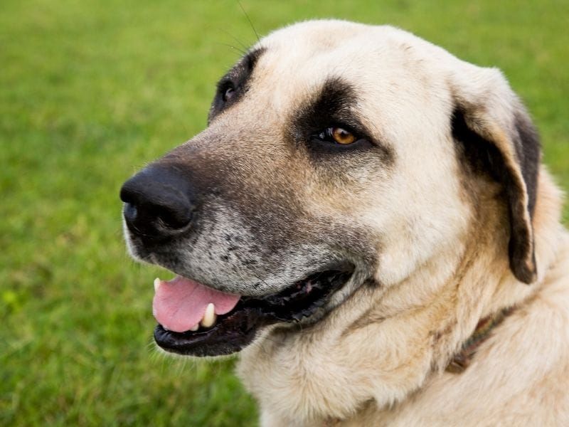 Kangal: The Mountain Guardian
