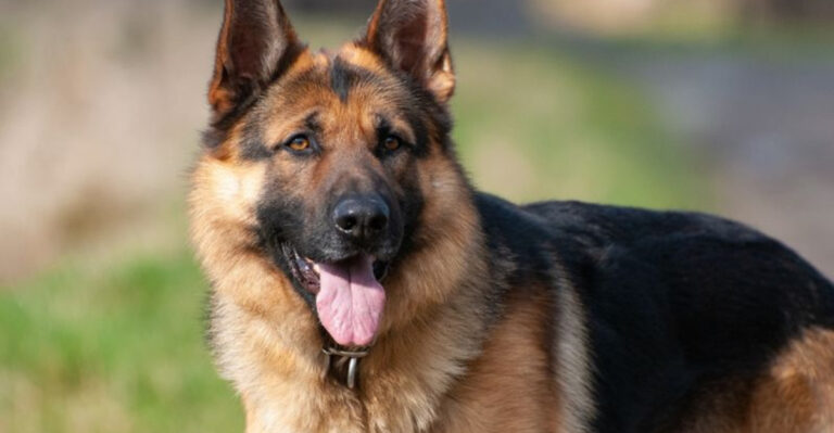 7 Dog Breeds With The Mightiest Bites (And 7 That Might Just Lick You Instead)