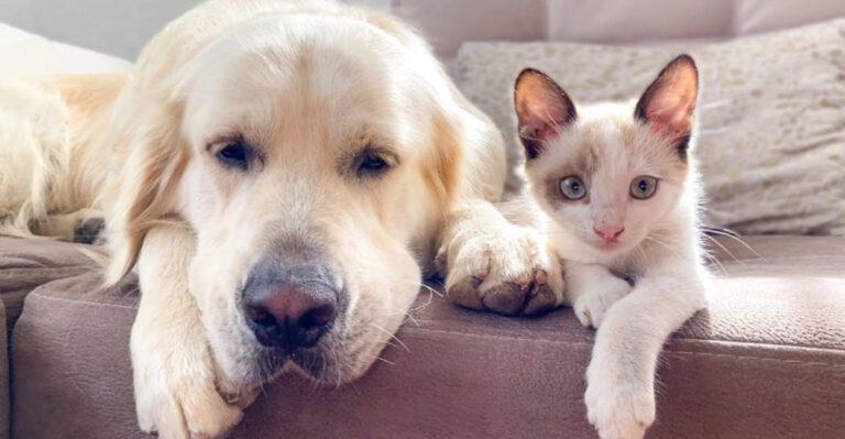7 Dogs That Are Great With Cats And 7 That See Them As Toys