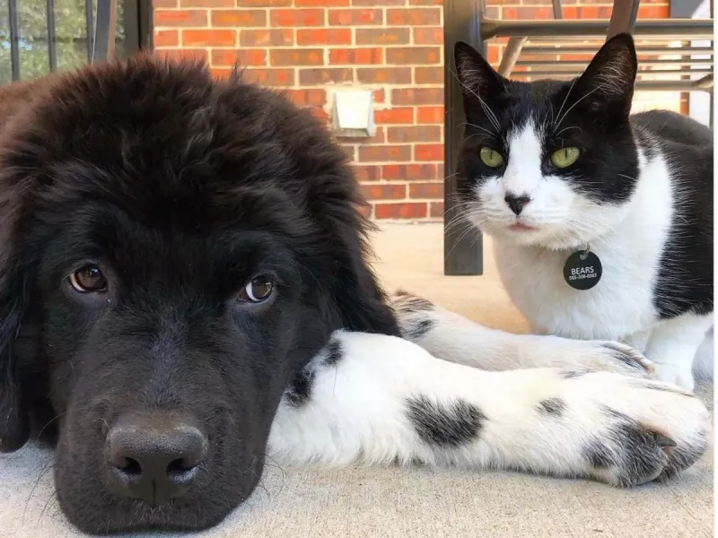 Gentle Giants: Newfoundlands