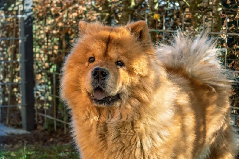 Chow Chows: The Aloof Guardians