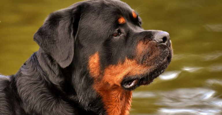 7 Dogs That May Turn On You And 7 That Depend Heavily On Training For Stability
