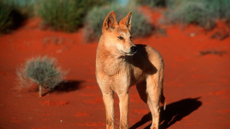 Dingoes – Nature's Top Land Predator