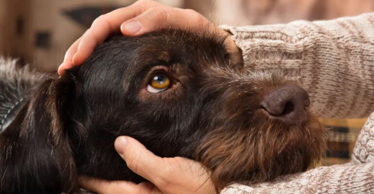7 Heartfelt Ways Dogs Say Goodbye Before Their Life Ends (And 7 Signs They’re Still Fighting)